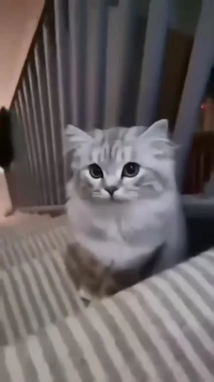 Котик слушает признание в любви