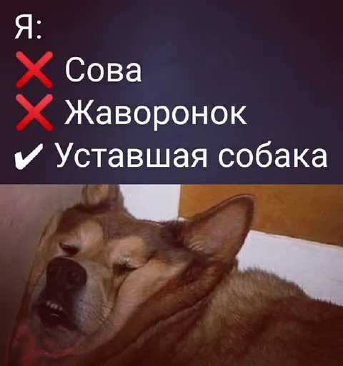 Уставшая собака вместо жаворонка