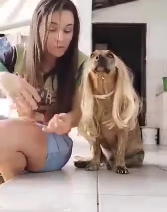 Cachorro vira doutora de peruca