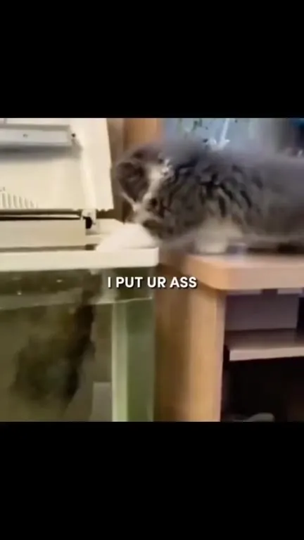 Cats Acting Completely Unhinged