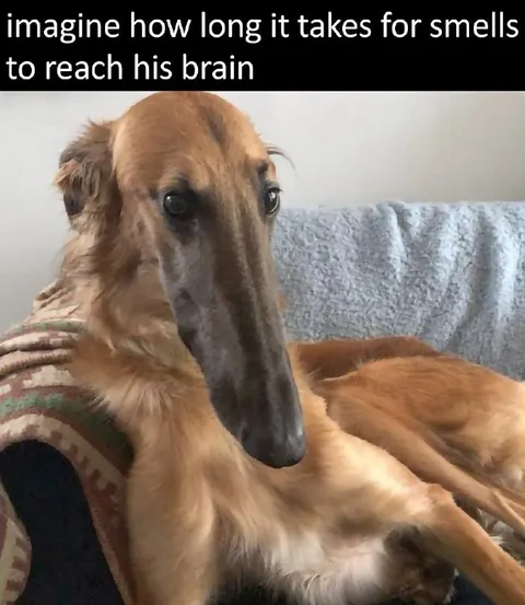 Smells Reaching His Brain
