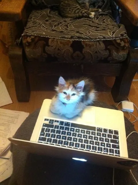Котёнок помогает работать