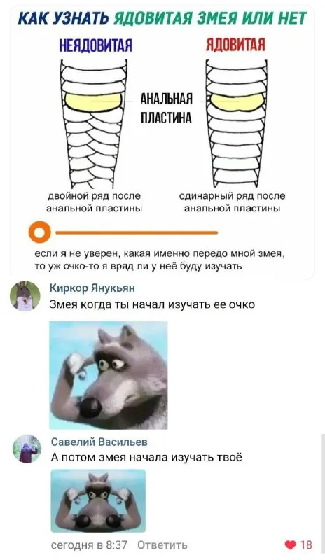 Когда изучаешь змеино очко