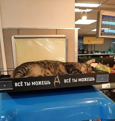 Кот всё может на кассе