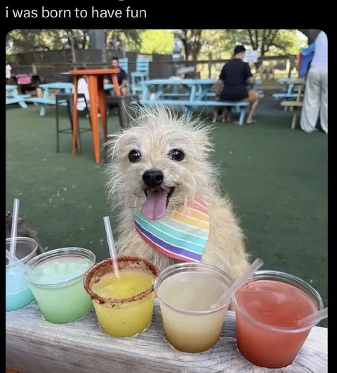 Dog Born to Have Fun
