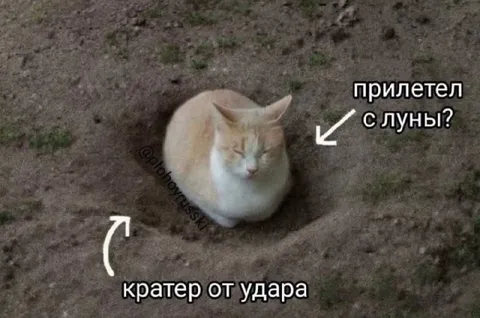 Кот прилетел с луны