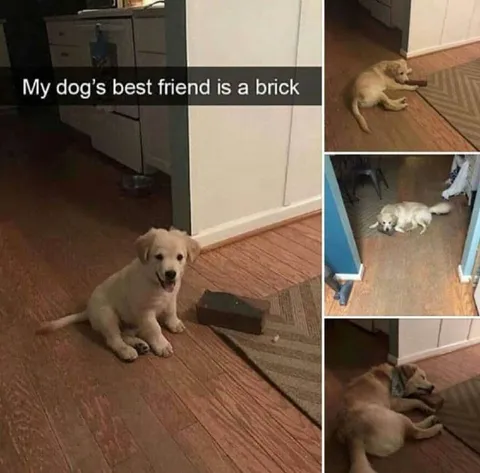 Dog's Best Friend Is a Brick