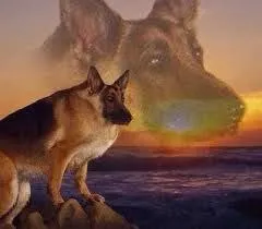 Огромная собака на закате