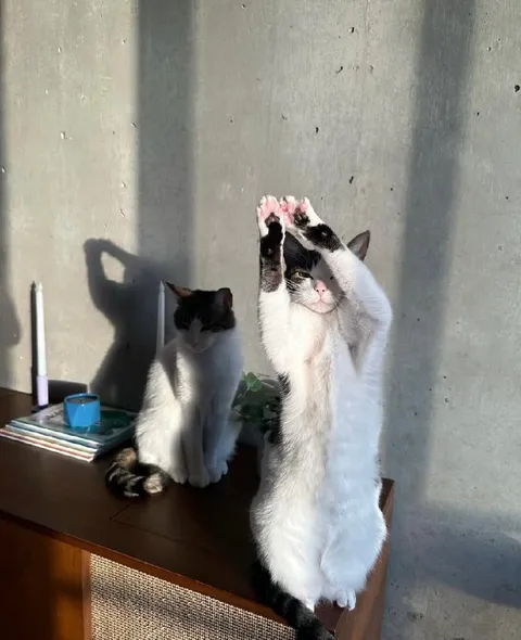 Кот тянется к солнцу
