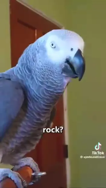 Parrot Identifies Shrek and Wario
