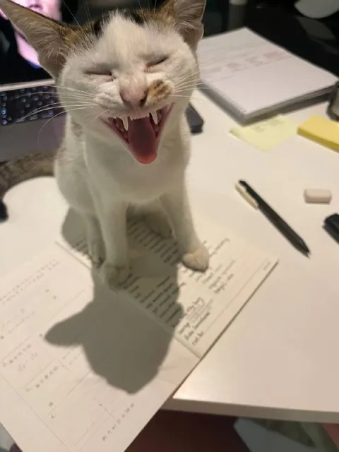 Кот орёт над бумагами