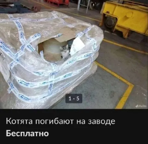 Котята погибают на заводе