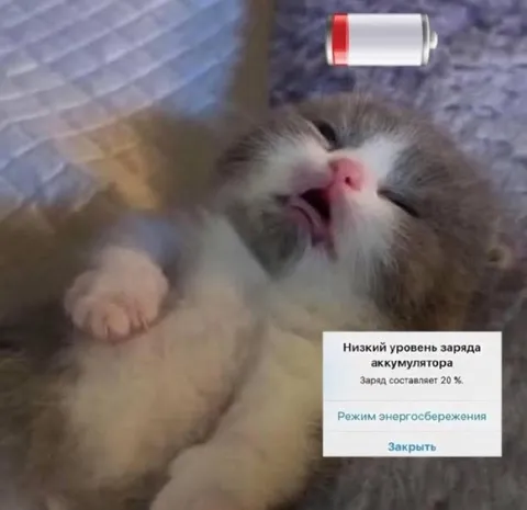 Котик на энергосбережении