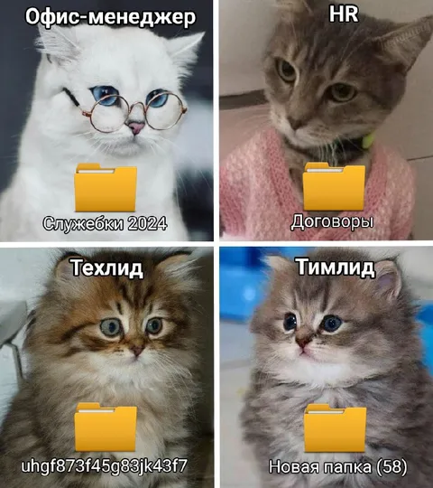 Коты и рабочие папки