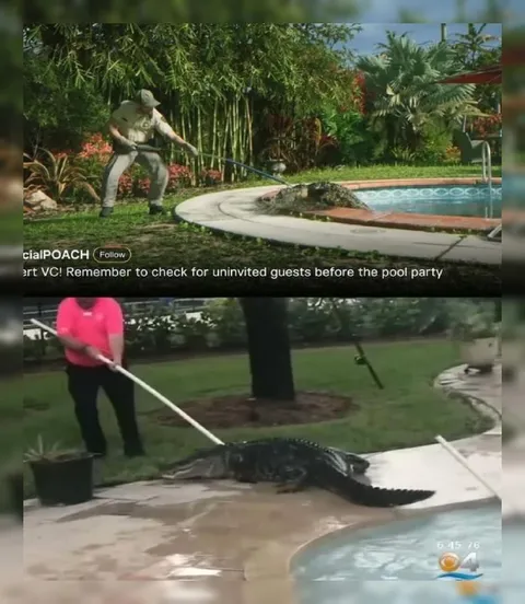Uninvited Guest at the Pool Party