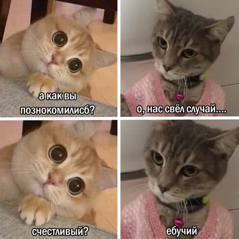 Кошки рассказывают о знакомстве