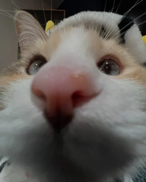 Кот крупным планом