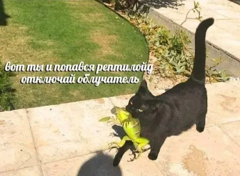 Кот поймал рептилию
