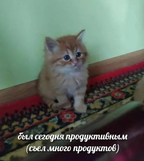 Сегодня был продуктивным котёнком