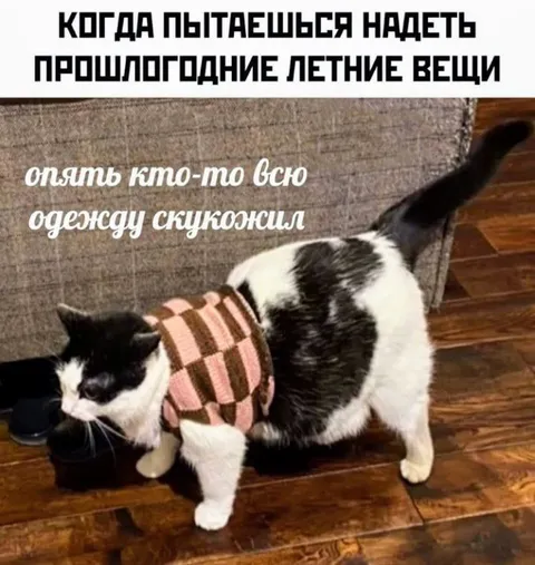 Кот снова надел летние вещи