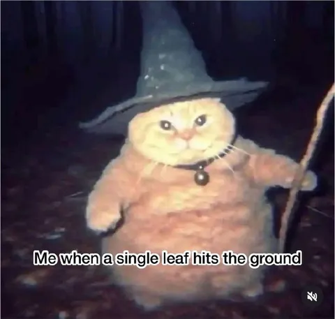 Cat Reacts to Falling Leaf
