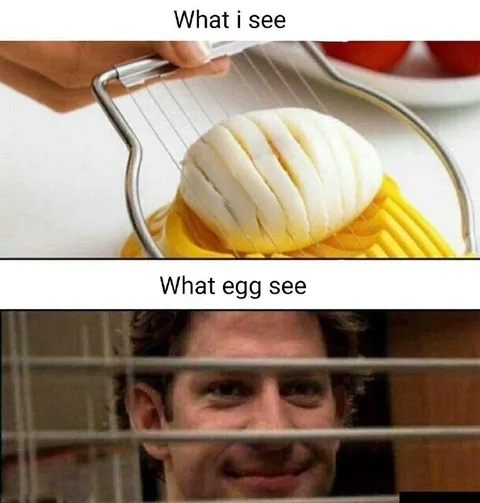 What the Egg Sees