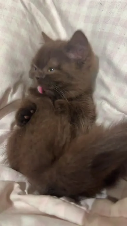 Котёнок засыпает на кровати