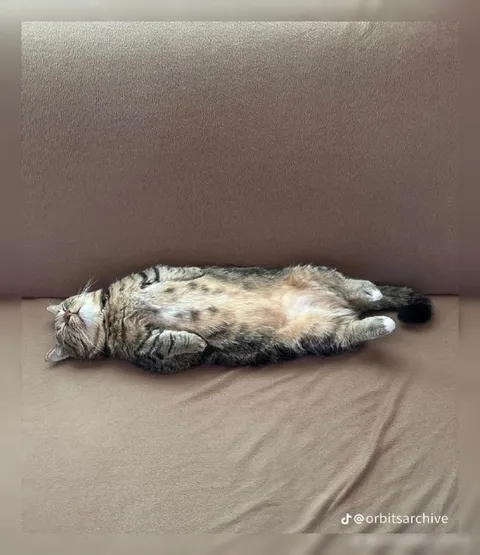 Кот лежит на спине