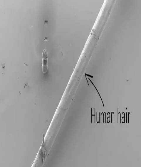 Human Hair Under Microscope