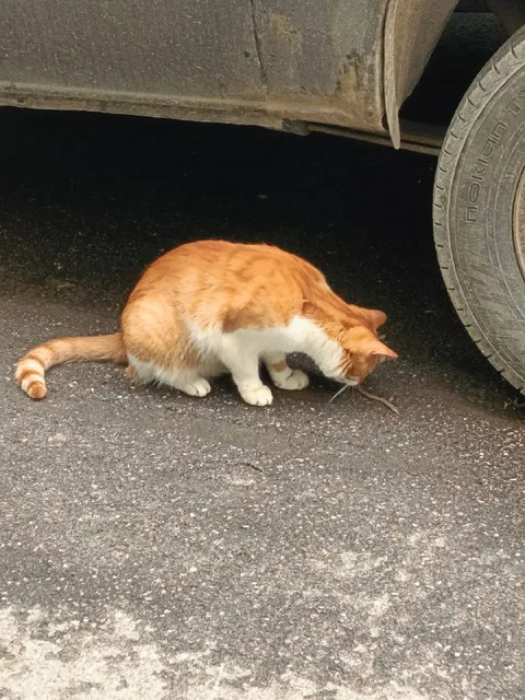 Кот продолжает любить червя
