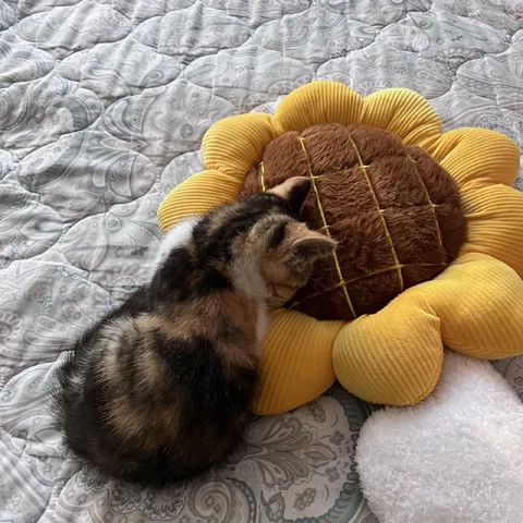 Кот обнимает подсолнух