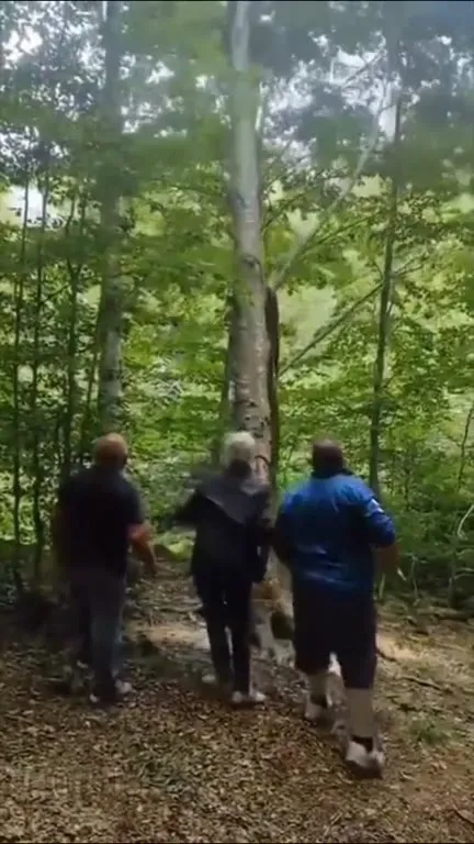 Трое мужчин и падающее дерево