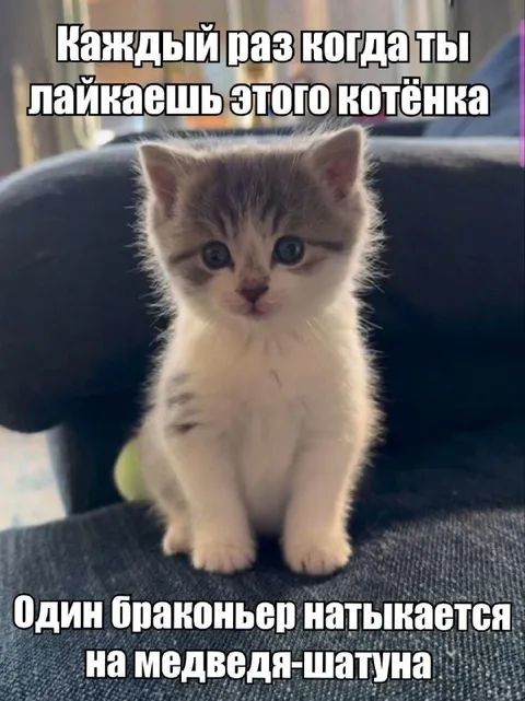 Котёнок лайкает медведя-шатуна
