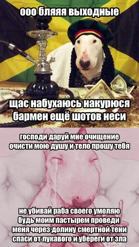 Пьяный бультерьер молится