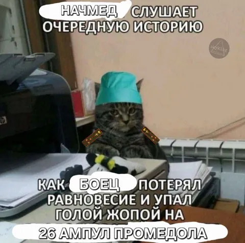 Кот слушает историю бойца