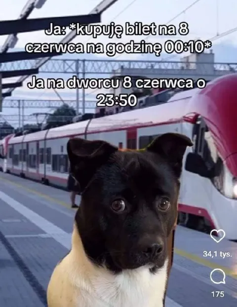 Pies czekający na pociąg