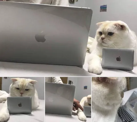 Кот работает за ноутбуком