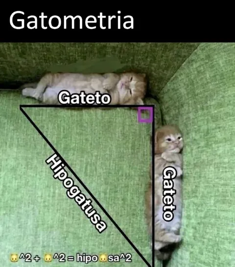 Gatometría del gateto