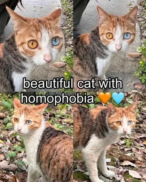 Beautiful Cat With Homophobia