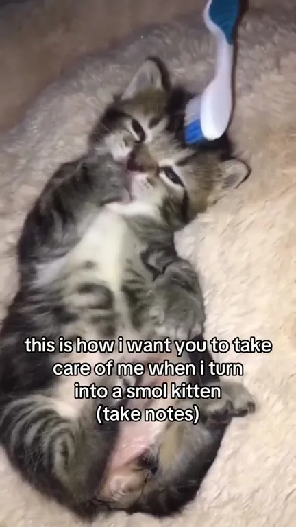 How to Care for a Smol Kitten