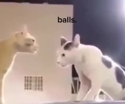 Cat Says Balls