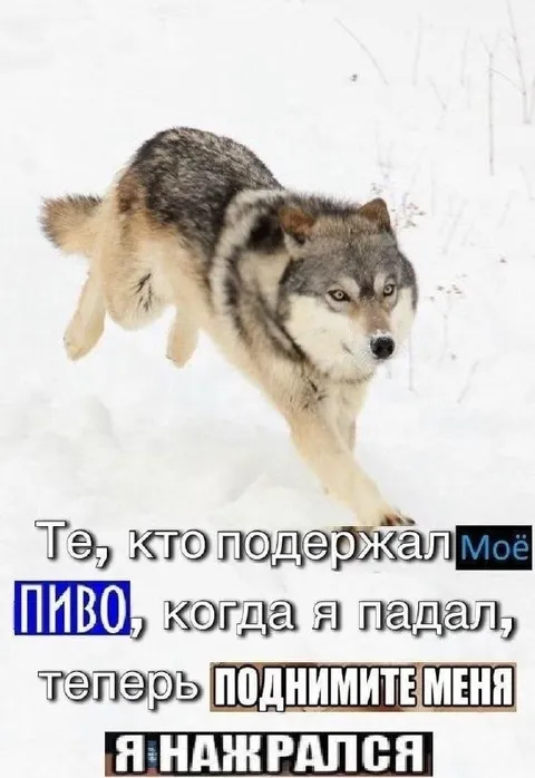 Пьяный волк просит поднять