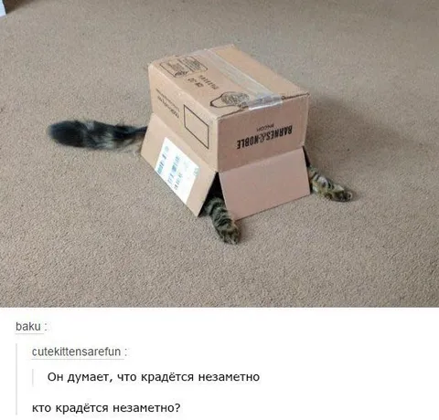 Кот крадётся незаметно