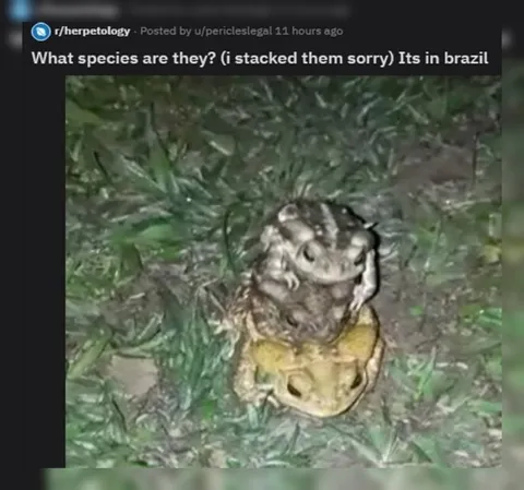 Stacked Toads in Brazil