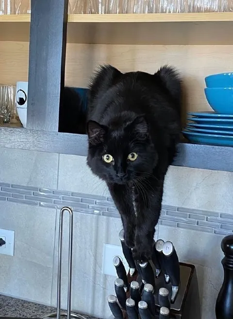 Кот на подставке для ножей