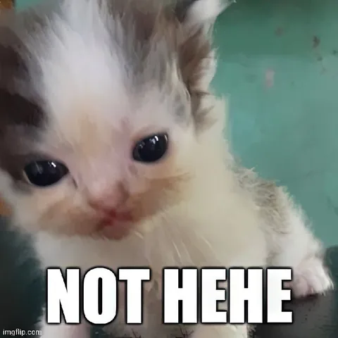 Not Hehe Kitten