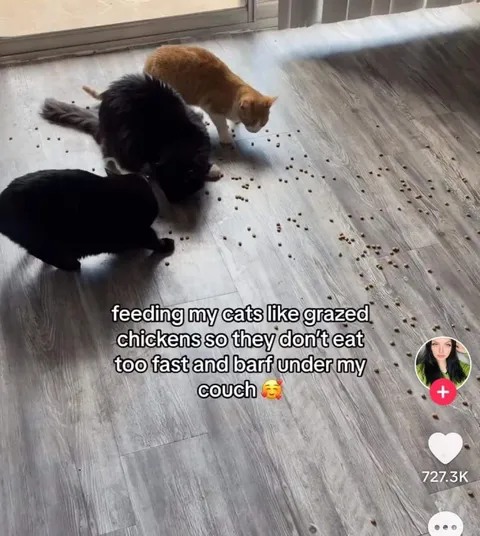 Feeding Cats Like Grazed Chickens