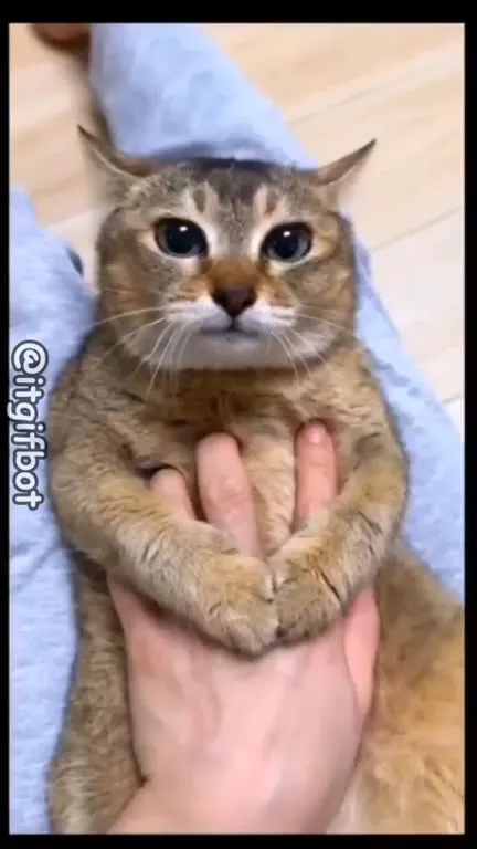 Кот с прижатыми ушами