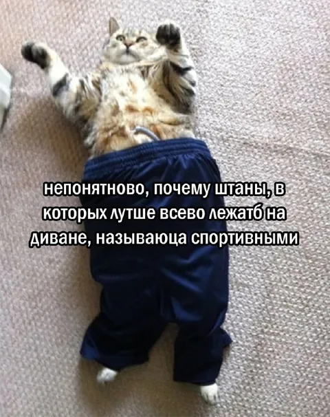 Кот в спортивных штанах на диване