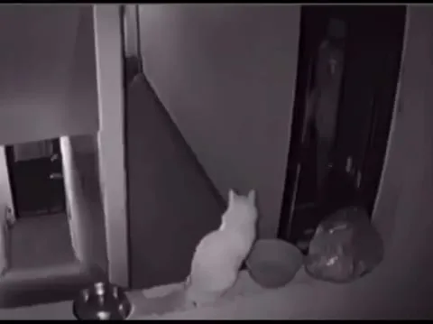 Кот встречает человека ночью